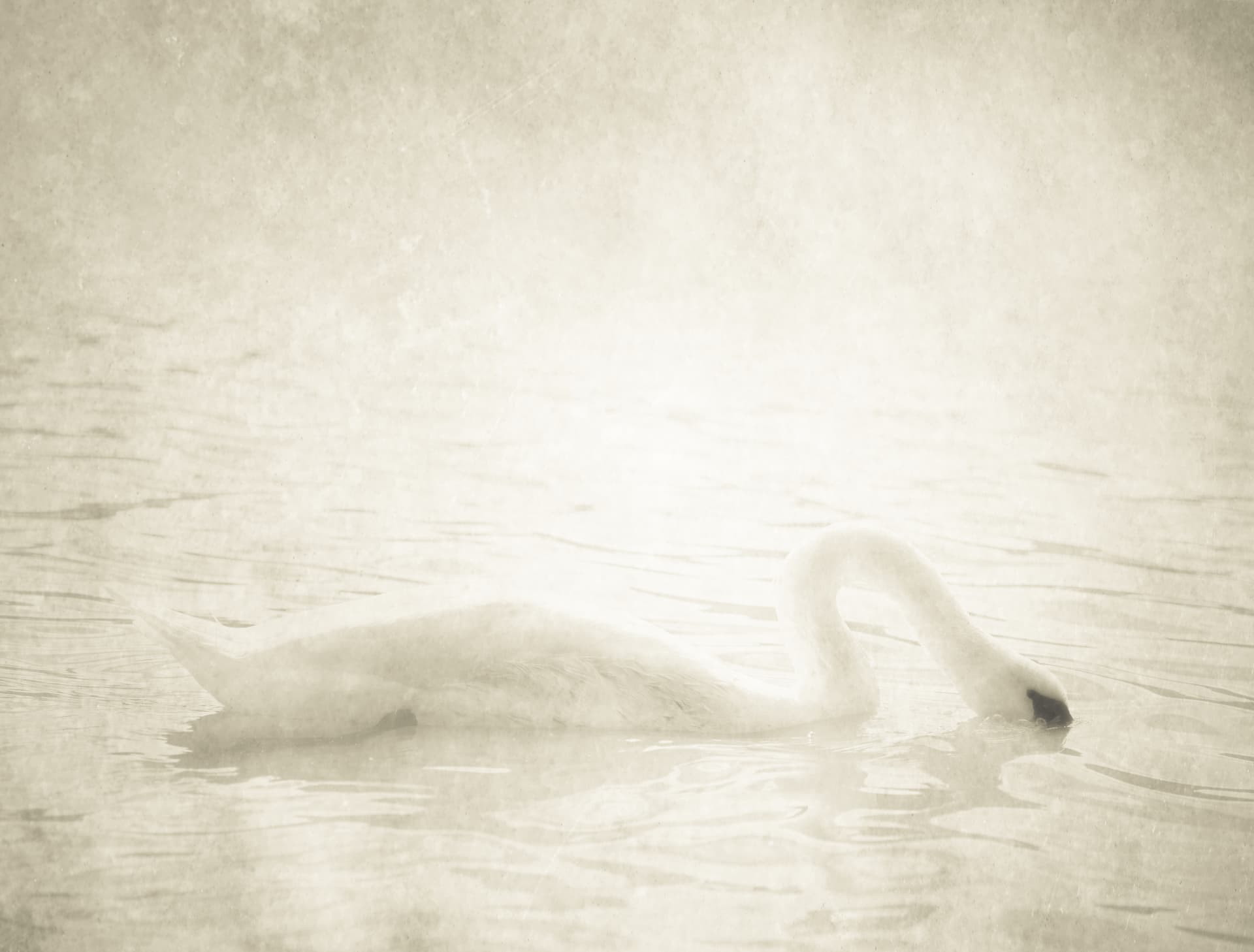 Swan XXII