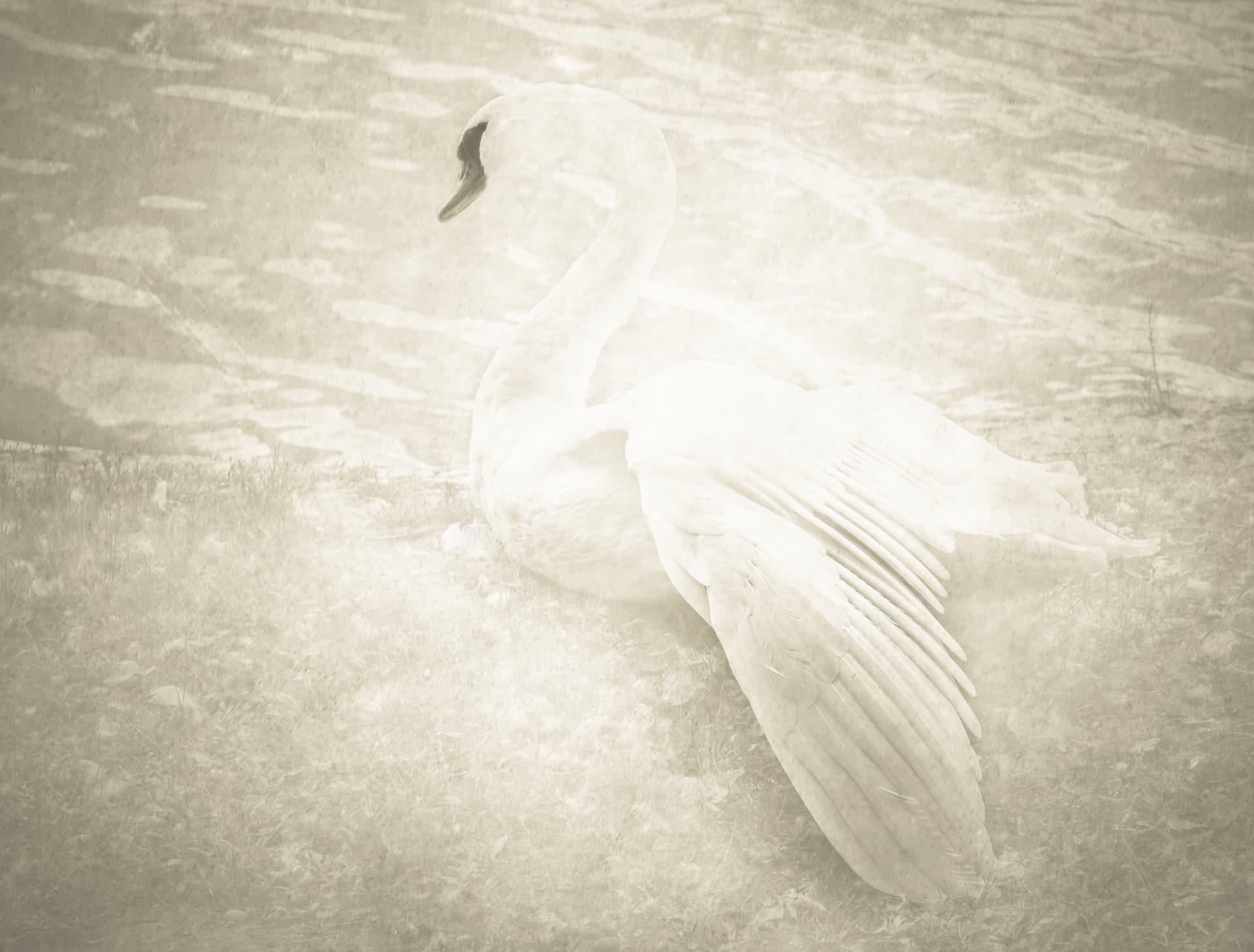 Swan VII