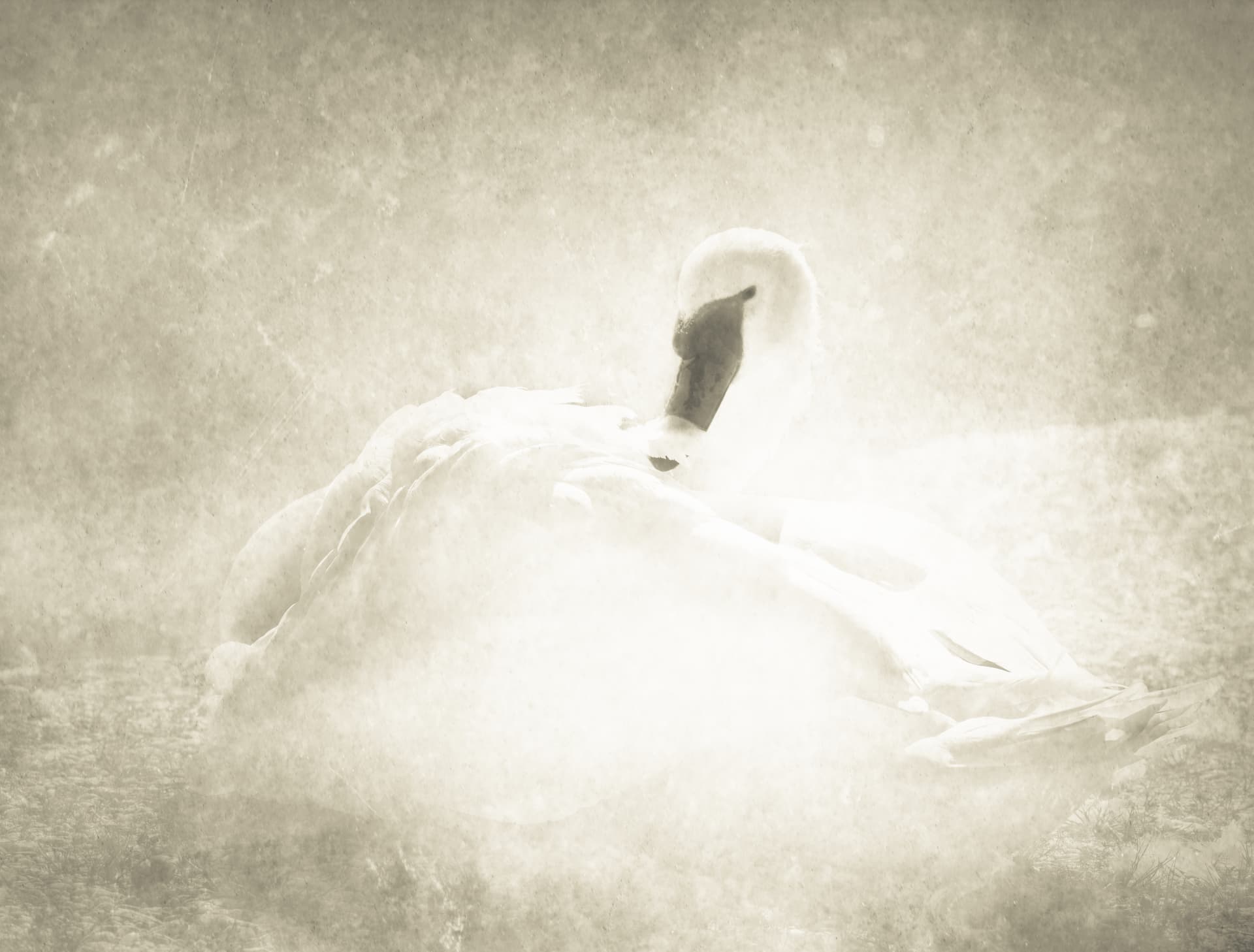 Swan XX