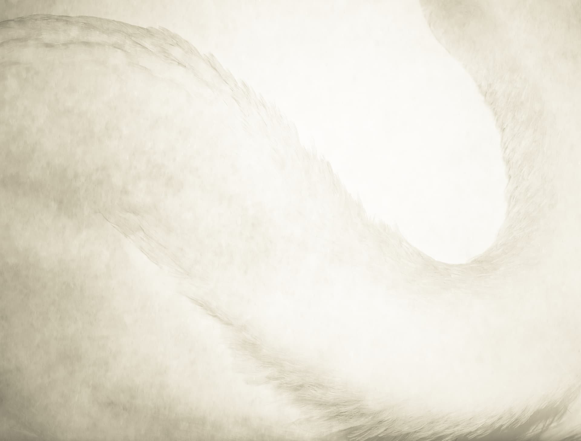 Swan II